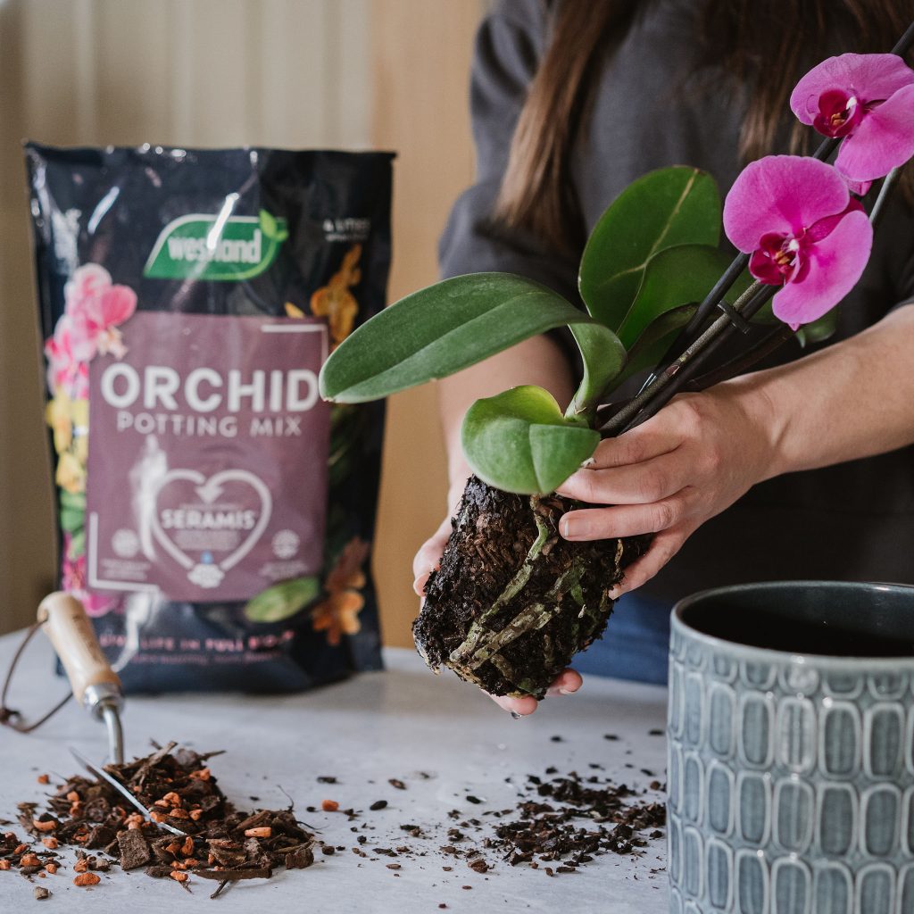 Westland orchid potting mix 4L