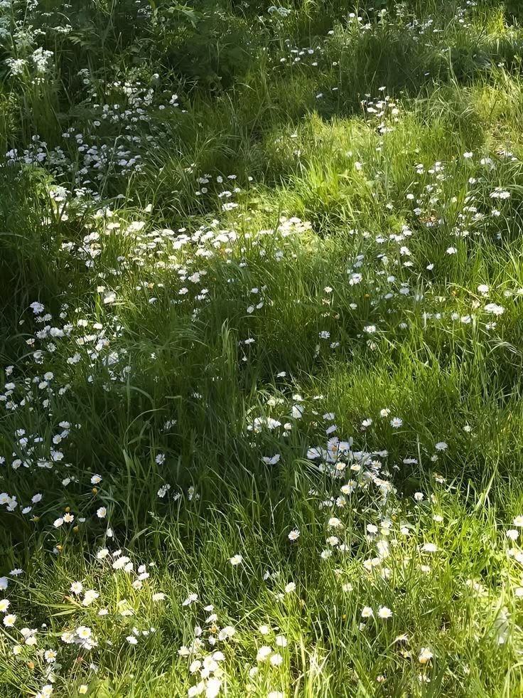 Lawn Seed & Care