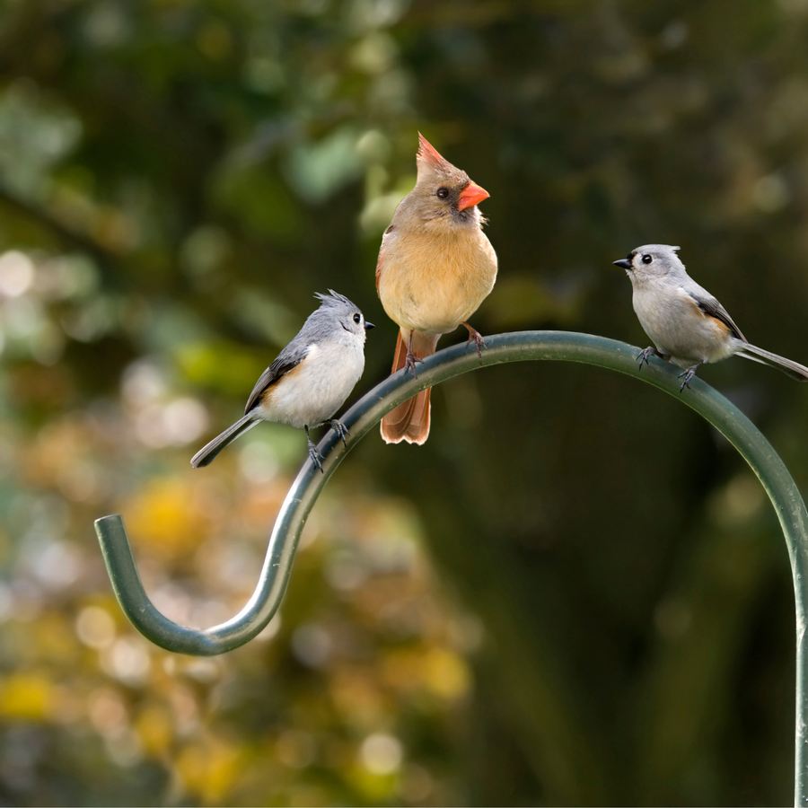 Bird Care
