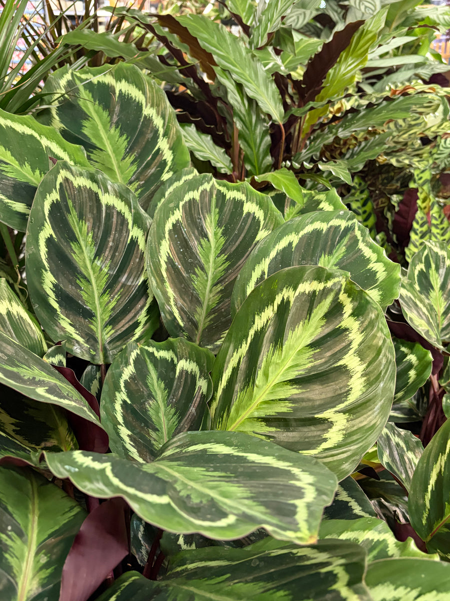 Indoor Plant Care