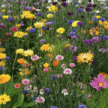 Load image into Gallery viewer, RHS Flowers for Wildlife Bright Scatter Mix
