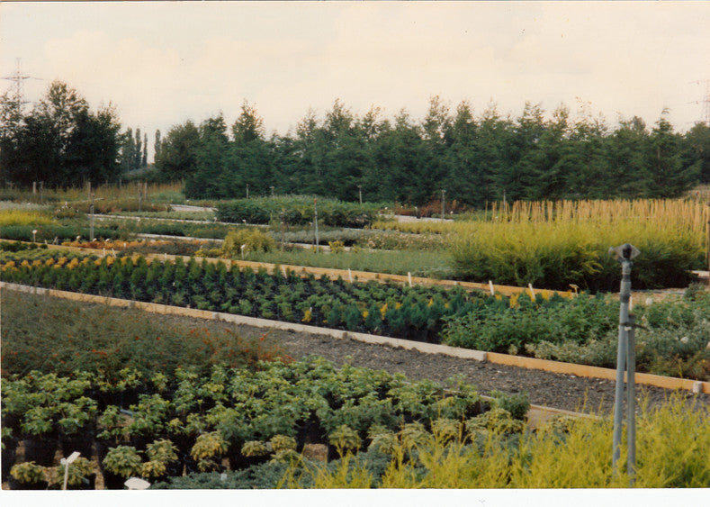 Plants, Shrubs & More at Smith's Garden Centre