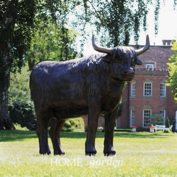 Highland Cow