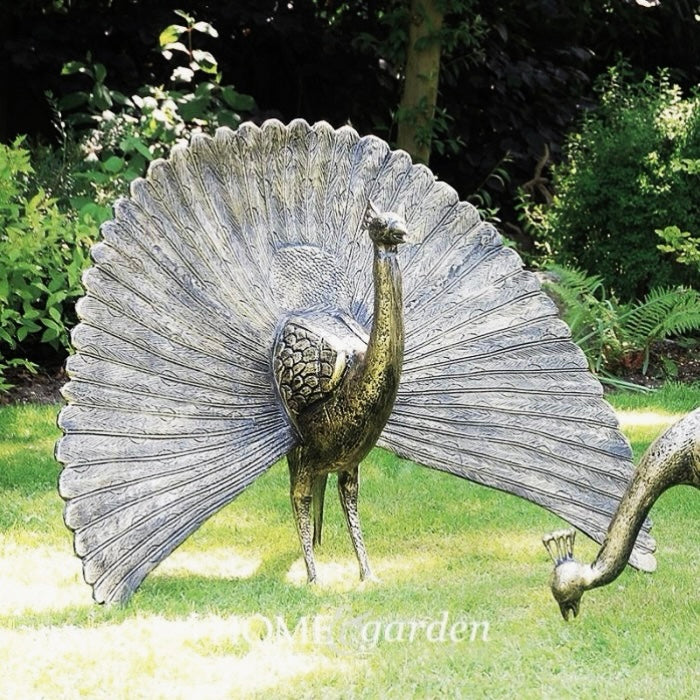 Fanned Tail Peacock