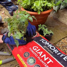 Load image into Gallery viewer, Levington® Tomorite® Giant Planter With Seaweed
